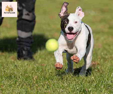 American Bulldog