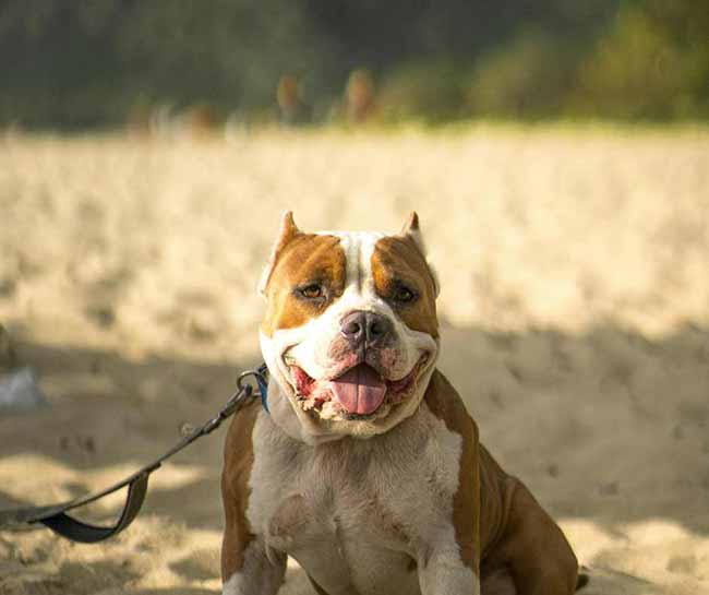 American Staffordshire Terrier