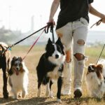 Best Behaved Dog Breeds