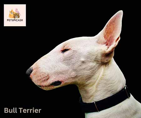 Bull Terrier