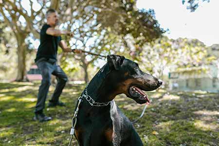 Doberman Pinscher