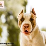 Pit Bull Dog Breeds