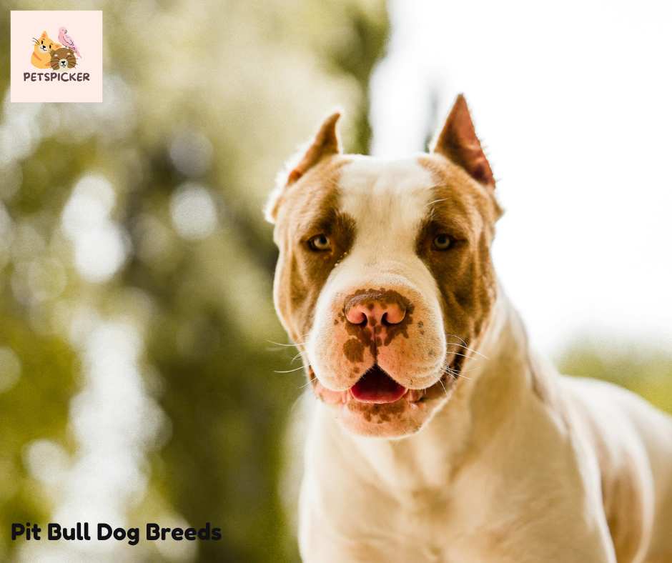 Pit Bull Dog Breeds