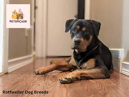 Rottweiler-Dog-Breeds