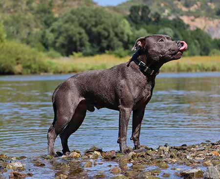 Staffordshire Bull Terrier