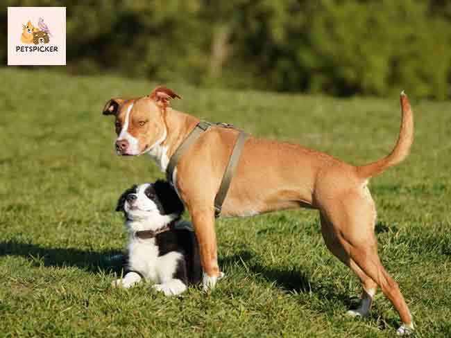 care for pit bull Dog Breeds