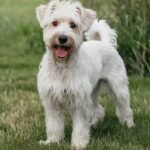 Cleanest Dog Breeds