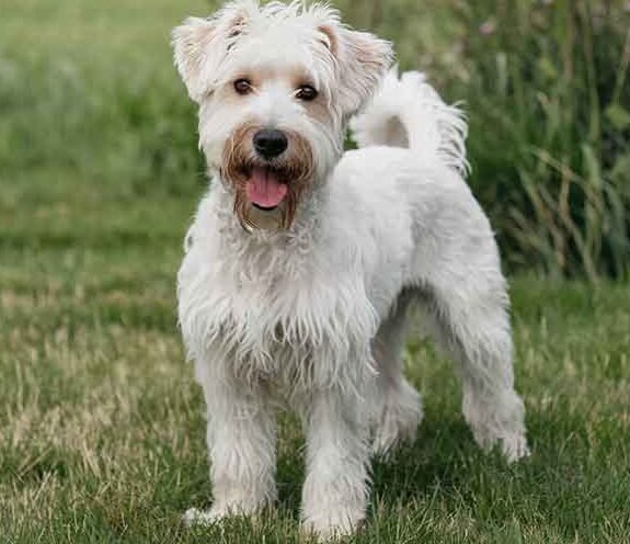 Cleanest Dog Breeds